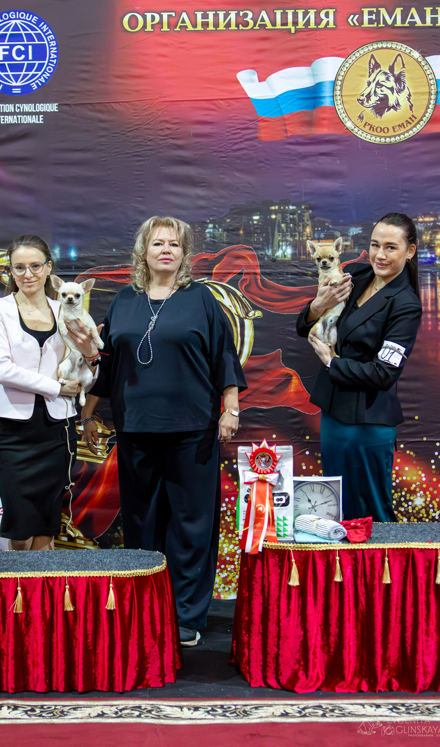 Питомник Чихуахуа и КХС Вивален Краснодар Чихуахуа на выставке