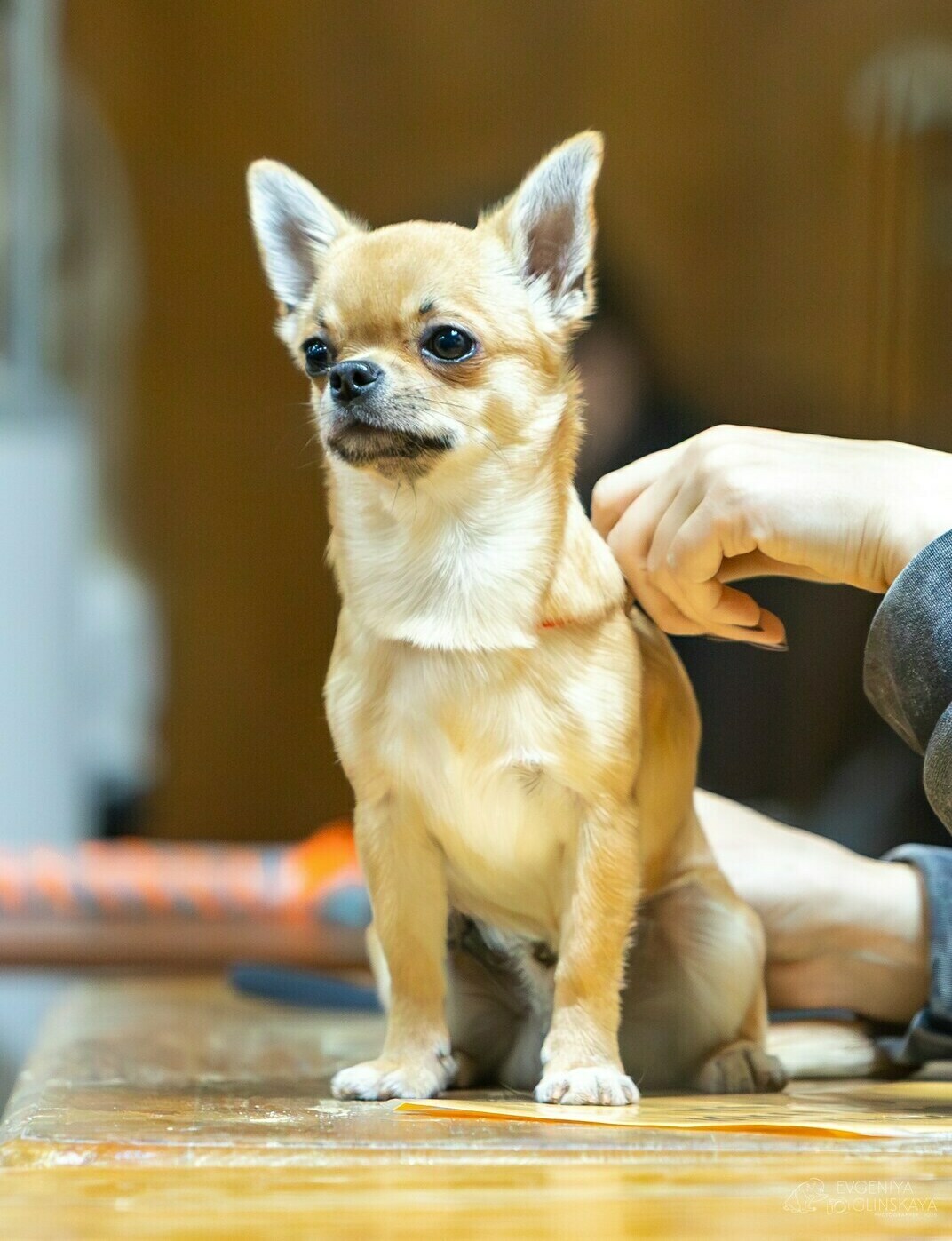 Питомник Чихуахуа и КХС Вивален Краснодар Чихуахуа на выставке
