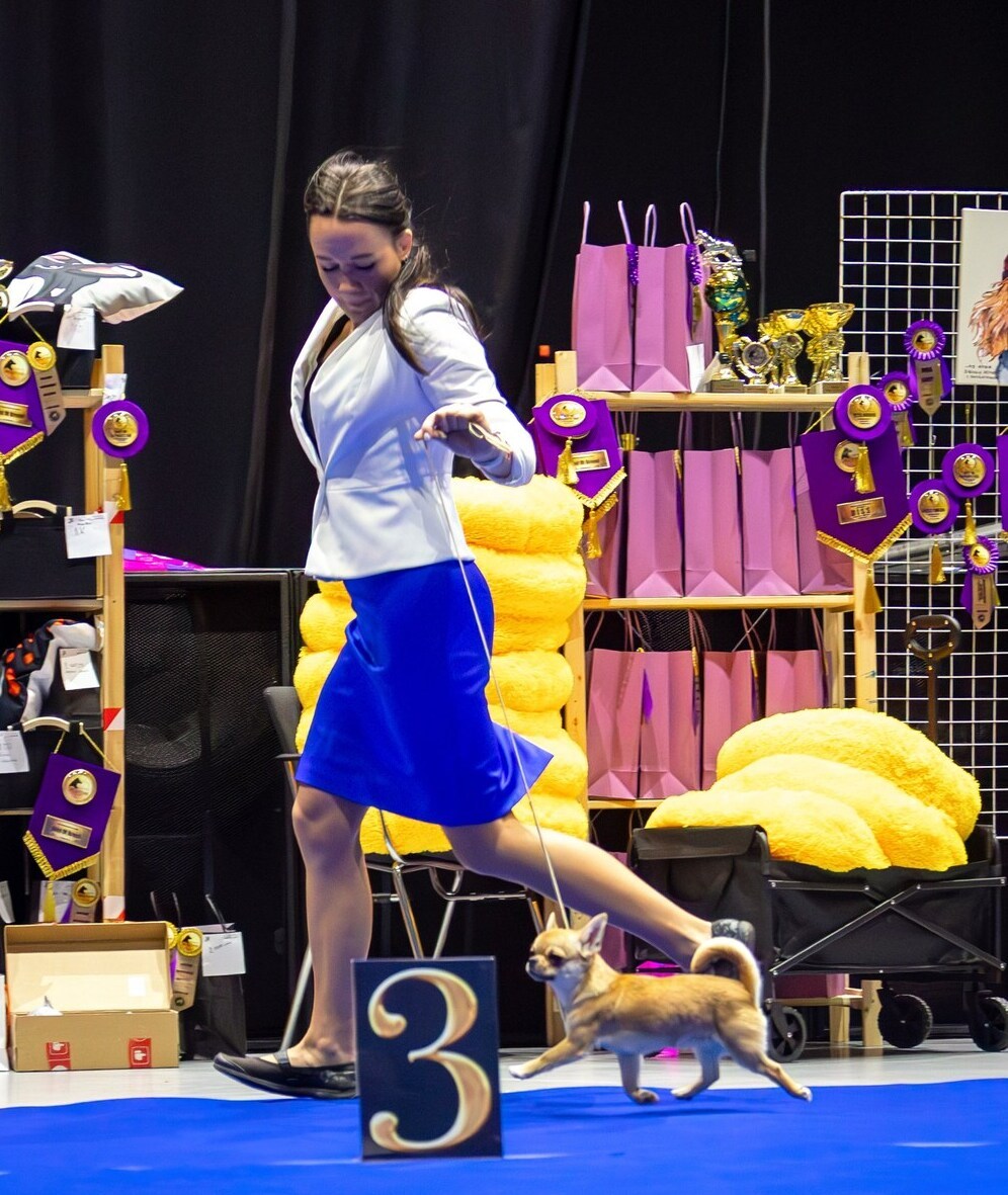 Питомник Чихуахуа и КХС Вивален Краснодар Чихуахуа на выставке