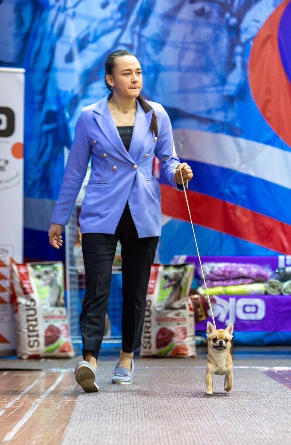 Питомник Чихуахуа и КХС Вивален Краснодар Чихуахуа на выставке