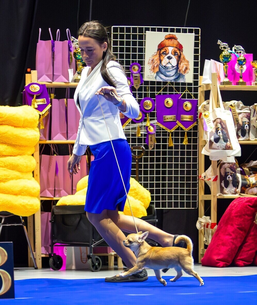 Питомник Чихуахуа и КХС Вивален Краснодар Чихуахуа на выставке