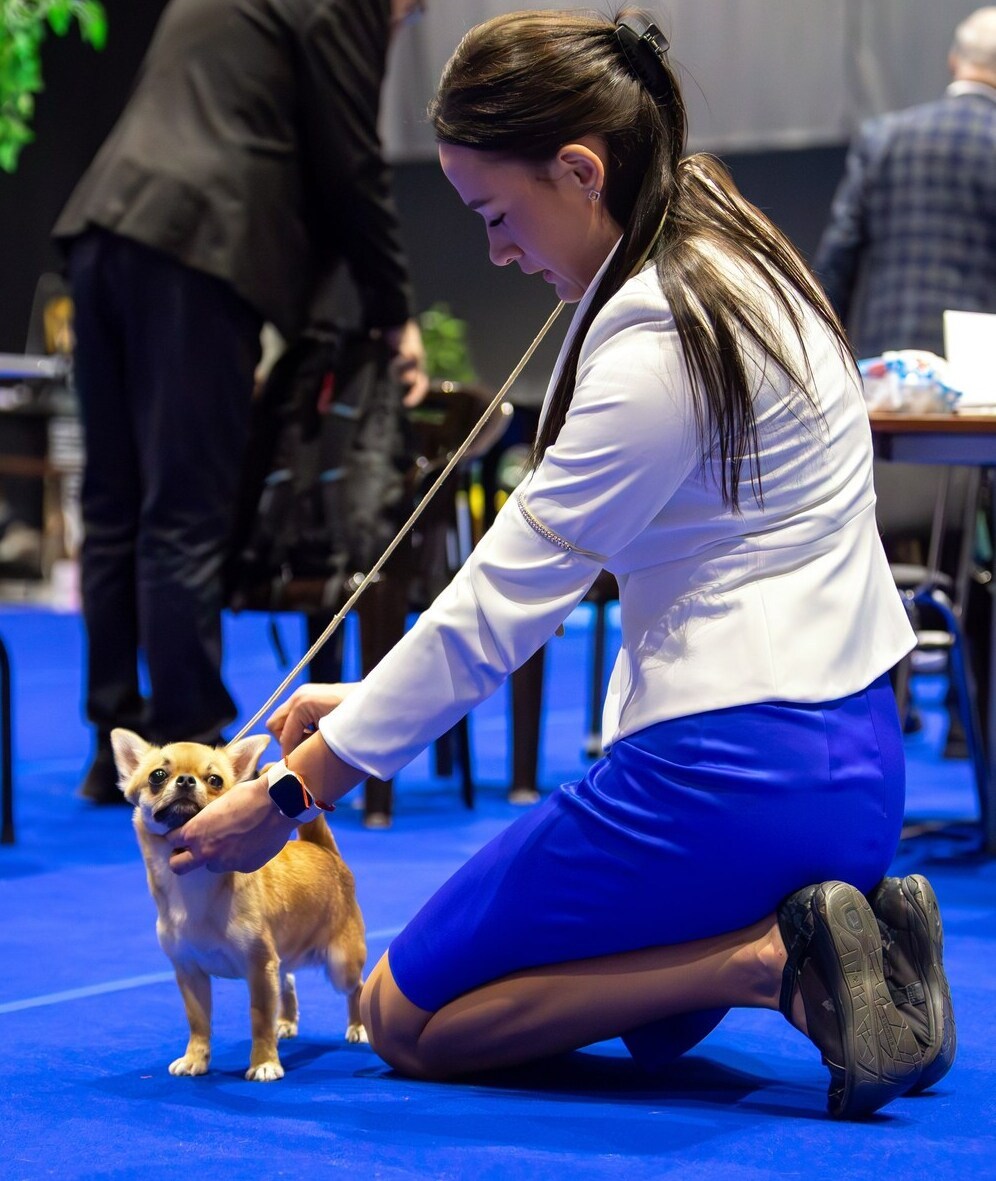 Питомник Чихуахуа и КХС Вивален Краснодар Чихуахуа на выставке