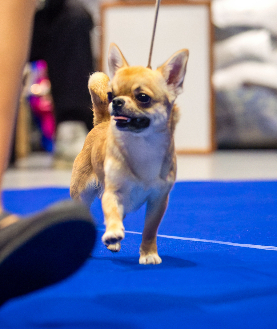 Питомник Чихуахуа и КХС Вивален Краснодар Чихуахуа на выставке