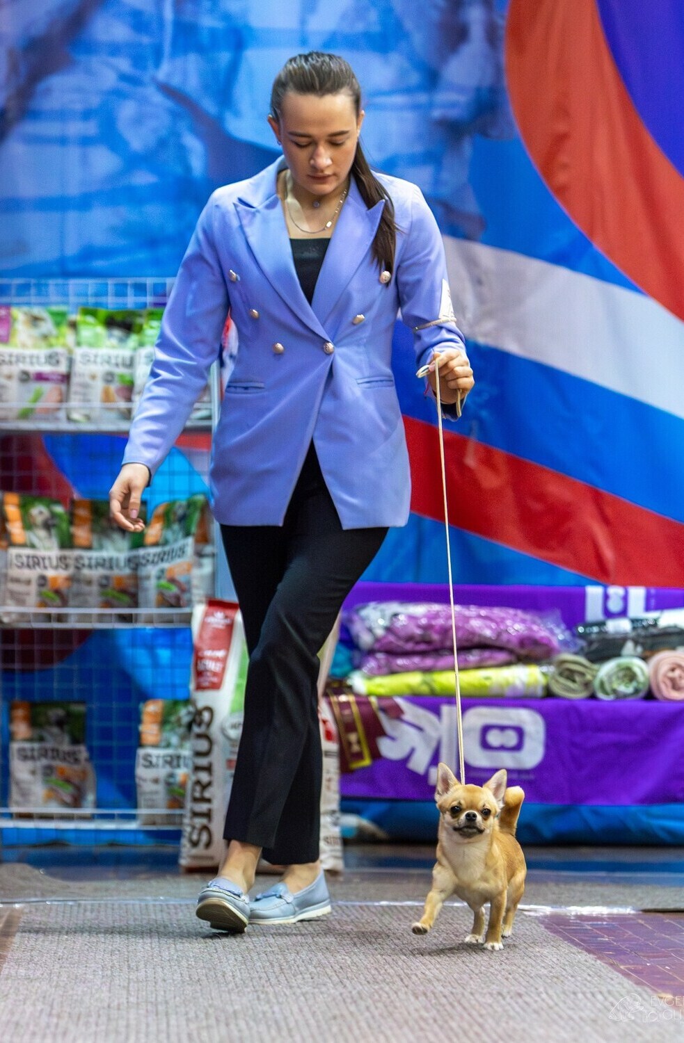 Питомник Чихуахуа и КХС Вивален Краснодар Чихуахуа на выставке