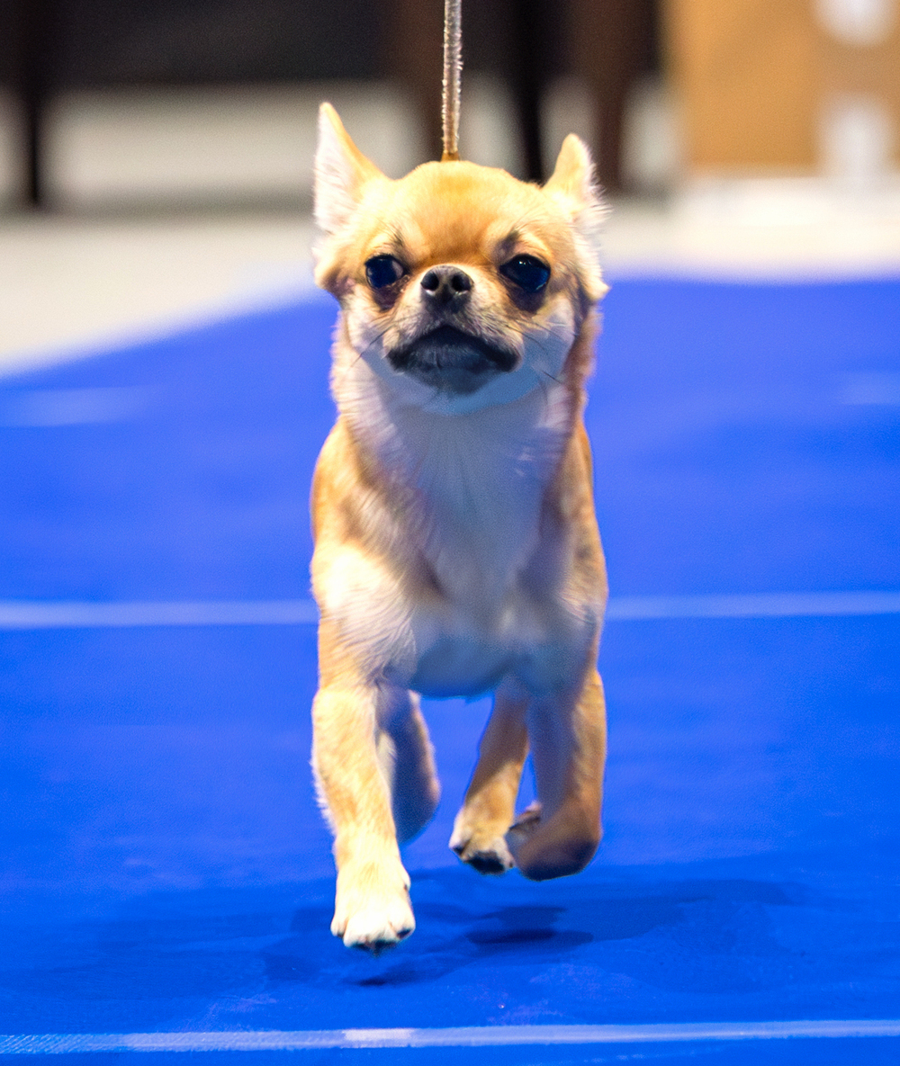 Питомник Чихуахуа и КХС Вивален Краснодар Чихуахуа на выставке