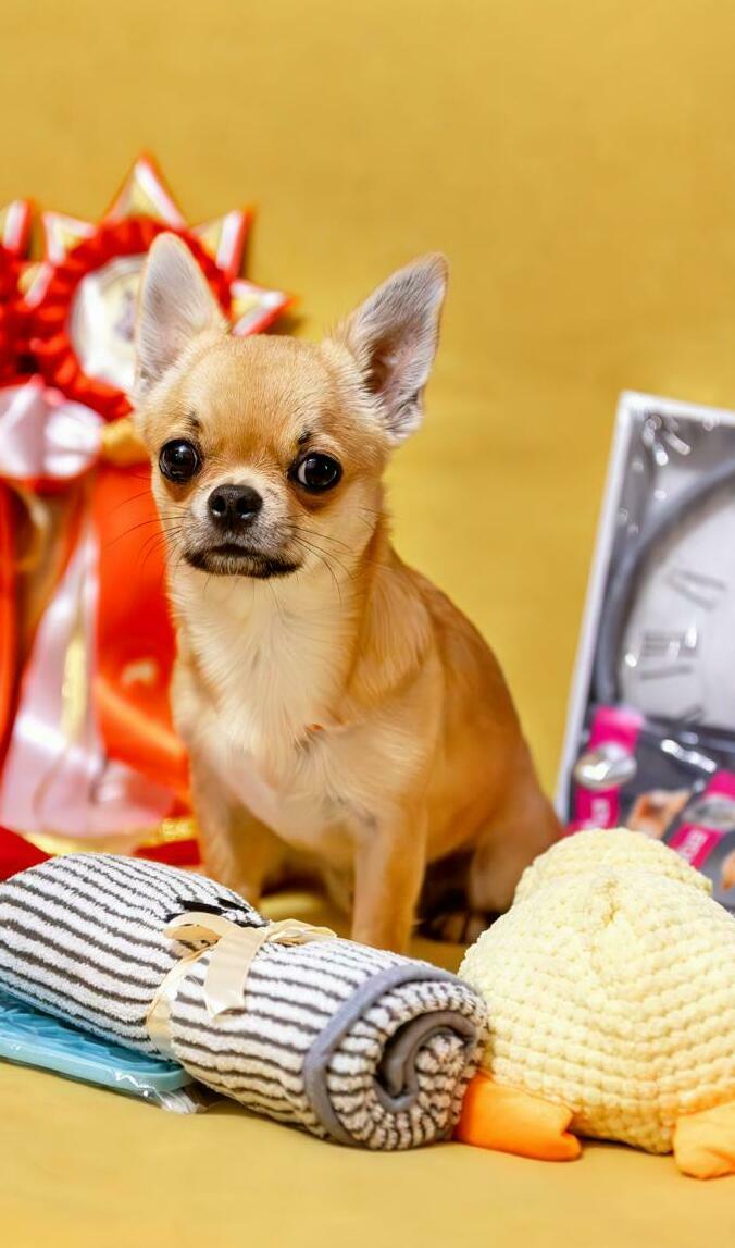 Питомник Чихуахуа и КХС Вивален Краснодар Чихуахуа на выставке