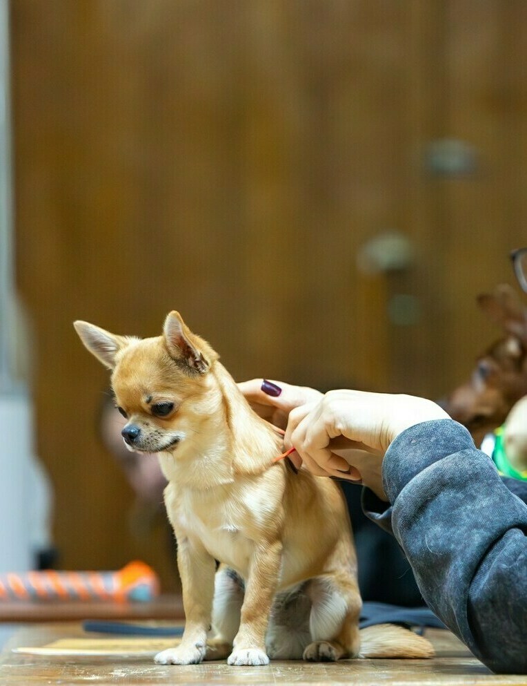 Питомник Чихуахуа и КХС Вивален Краснодар Чихуахуа на выставке