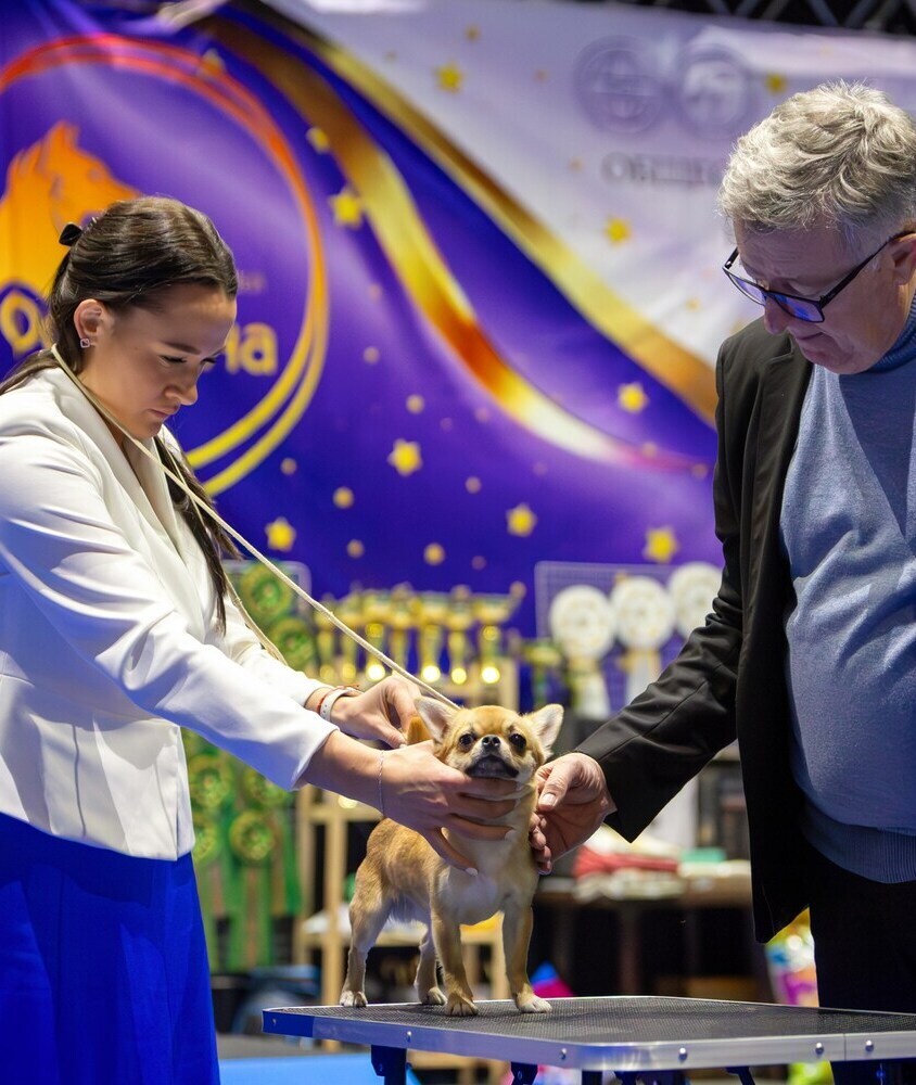 Питомник Чихуахуа и КХС Вивален Краснодар Чихуахуа на выставке