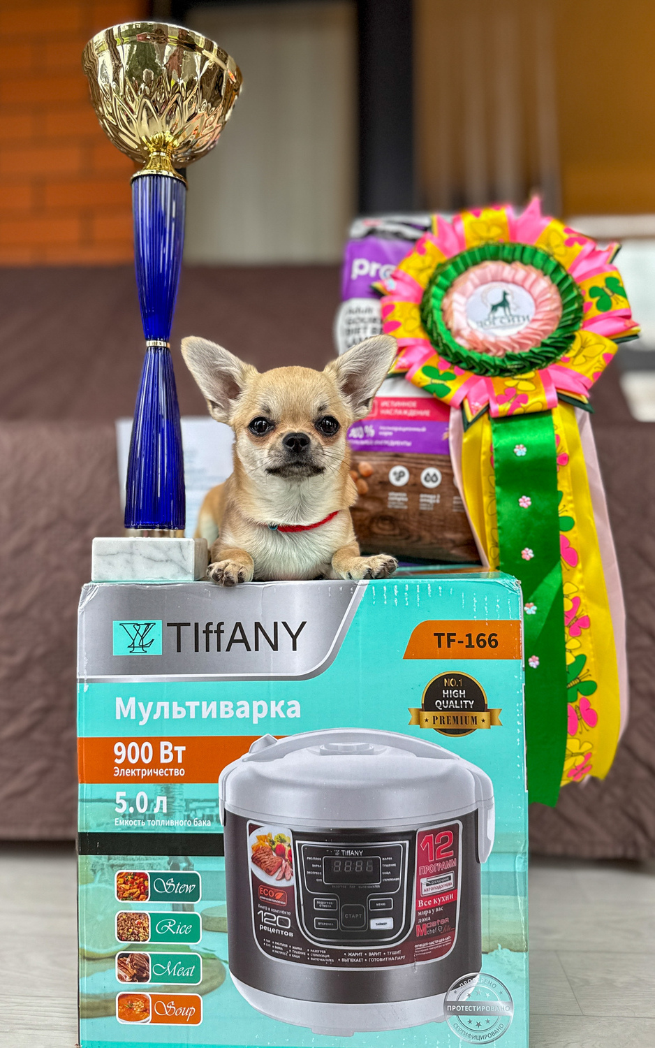 Питомник Чихуахуа и КХС Вивален Краснодар Чихуахуа на выставке