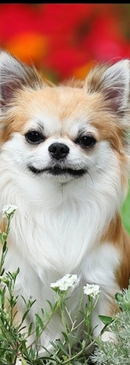 Питомник Чихуахуа и КХС Вивален Краснодар Чихуахуа кобель вивален