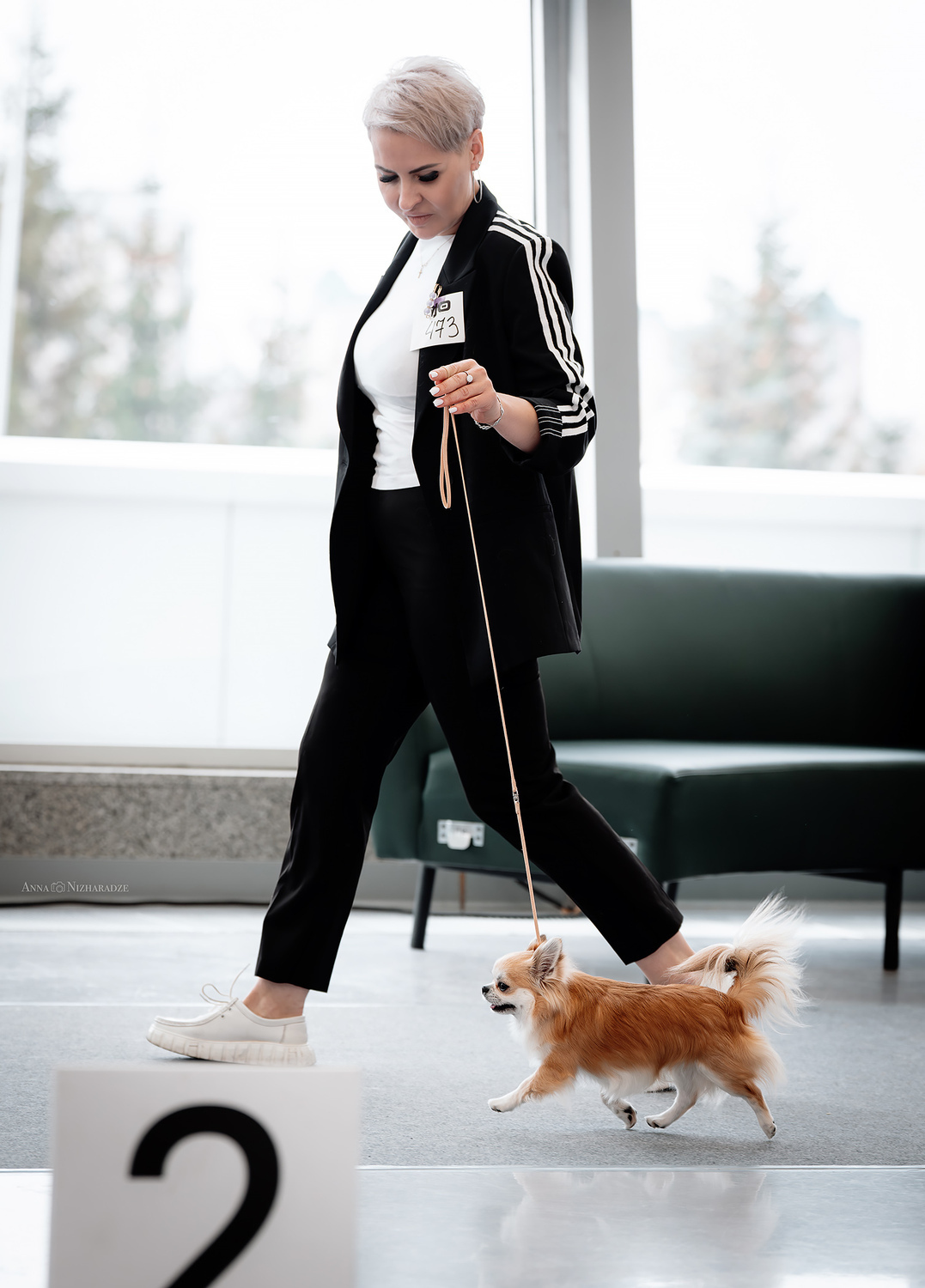 Питомник Чихуахуа и КХС Вивален Краснодар Чихуахуа на выставке