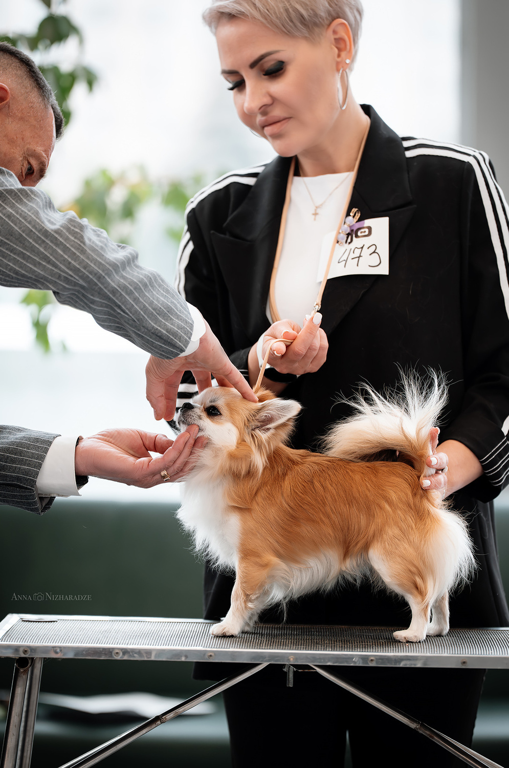 Питомник Чихуахуа и КХС Вивален Краснодар Чихуахуа на выставке