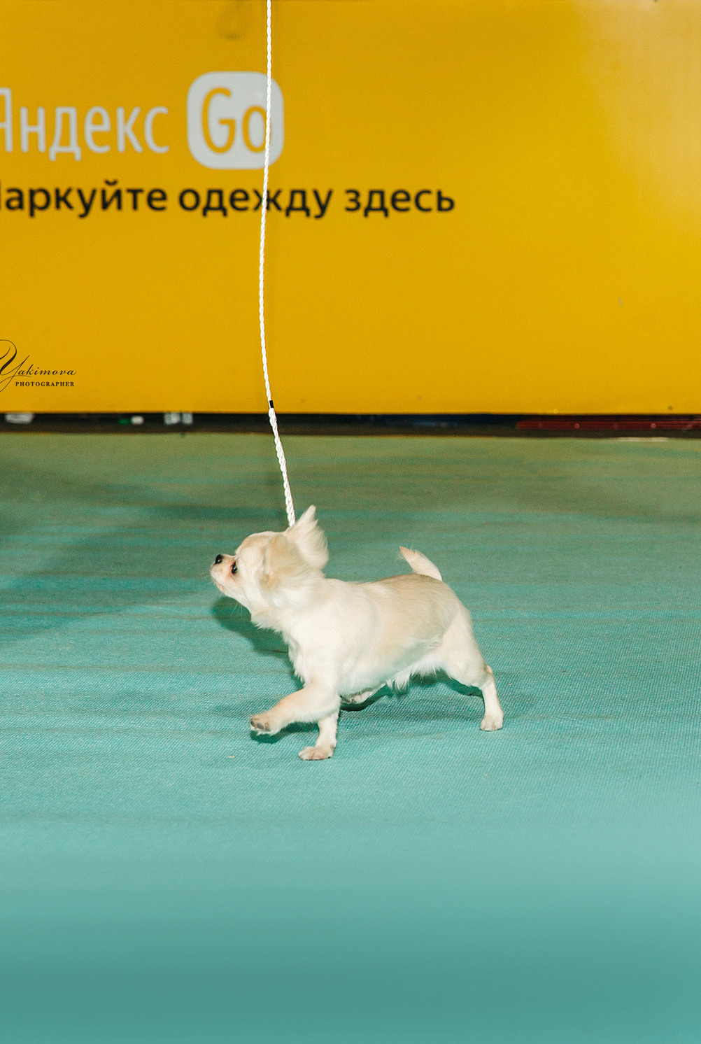 Описание изображения