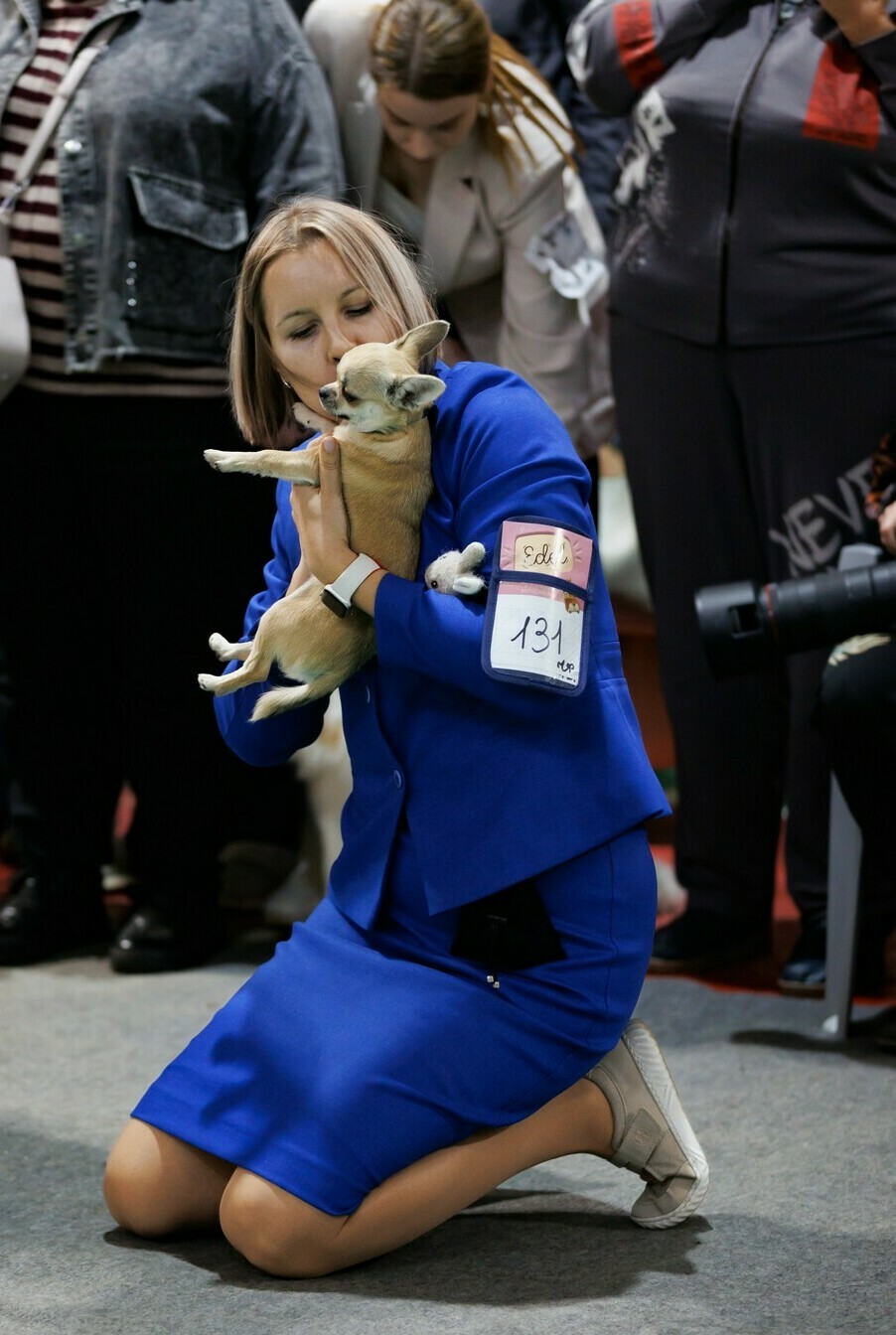 Чихуахуа Вивален на выставке