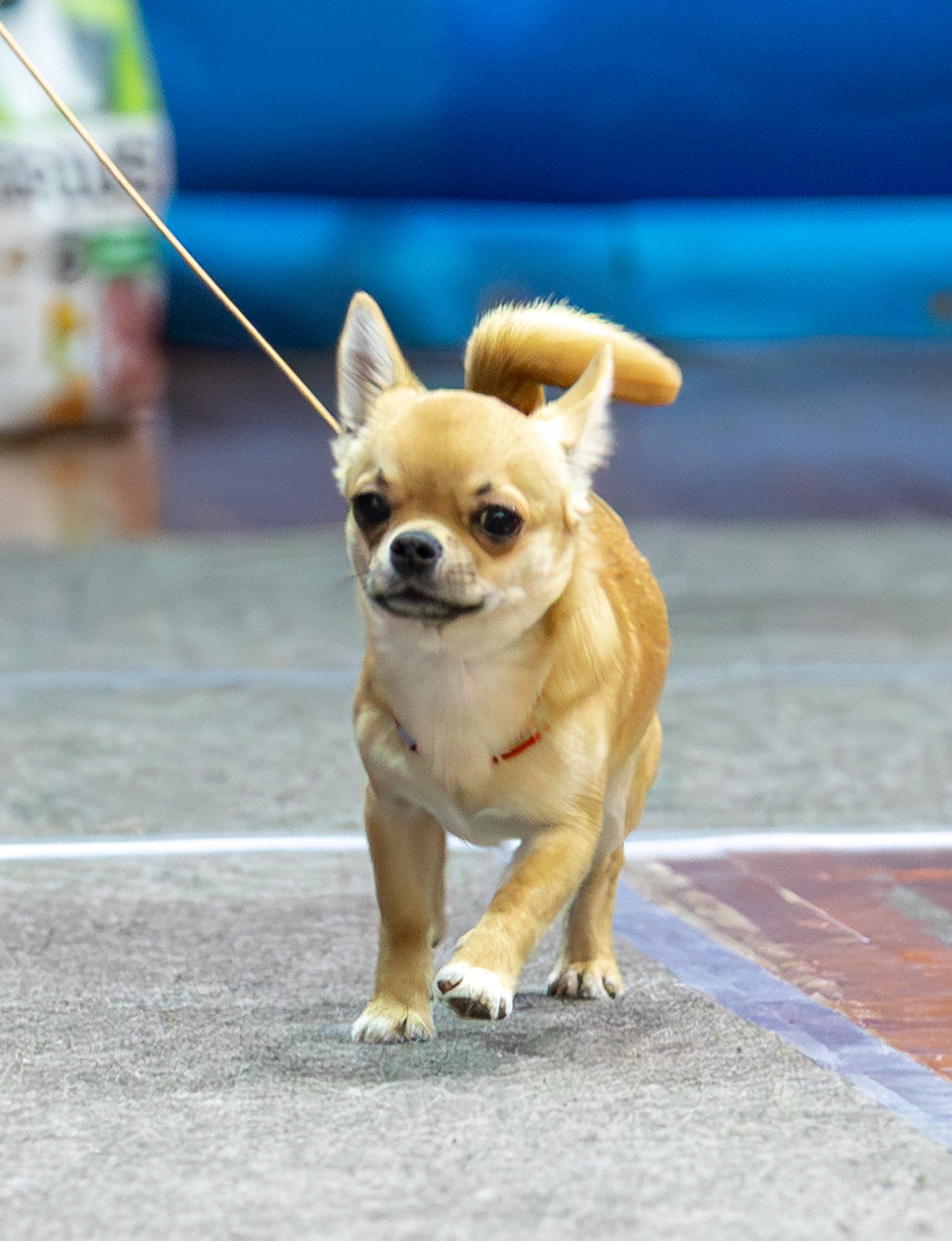 Питомник Чихуахуа и КХС Вивален Краснодар Чихуахуа на выставке
