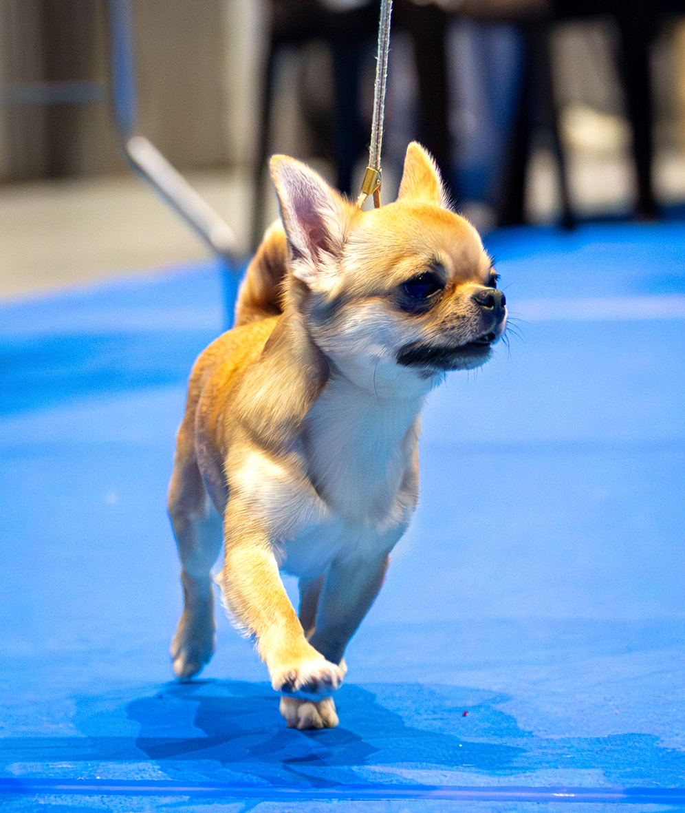 Питомник Чихуахуа и КХС Вивален Краснодар Чихуахуа на выставке