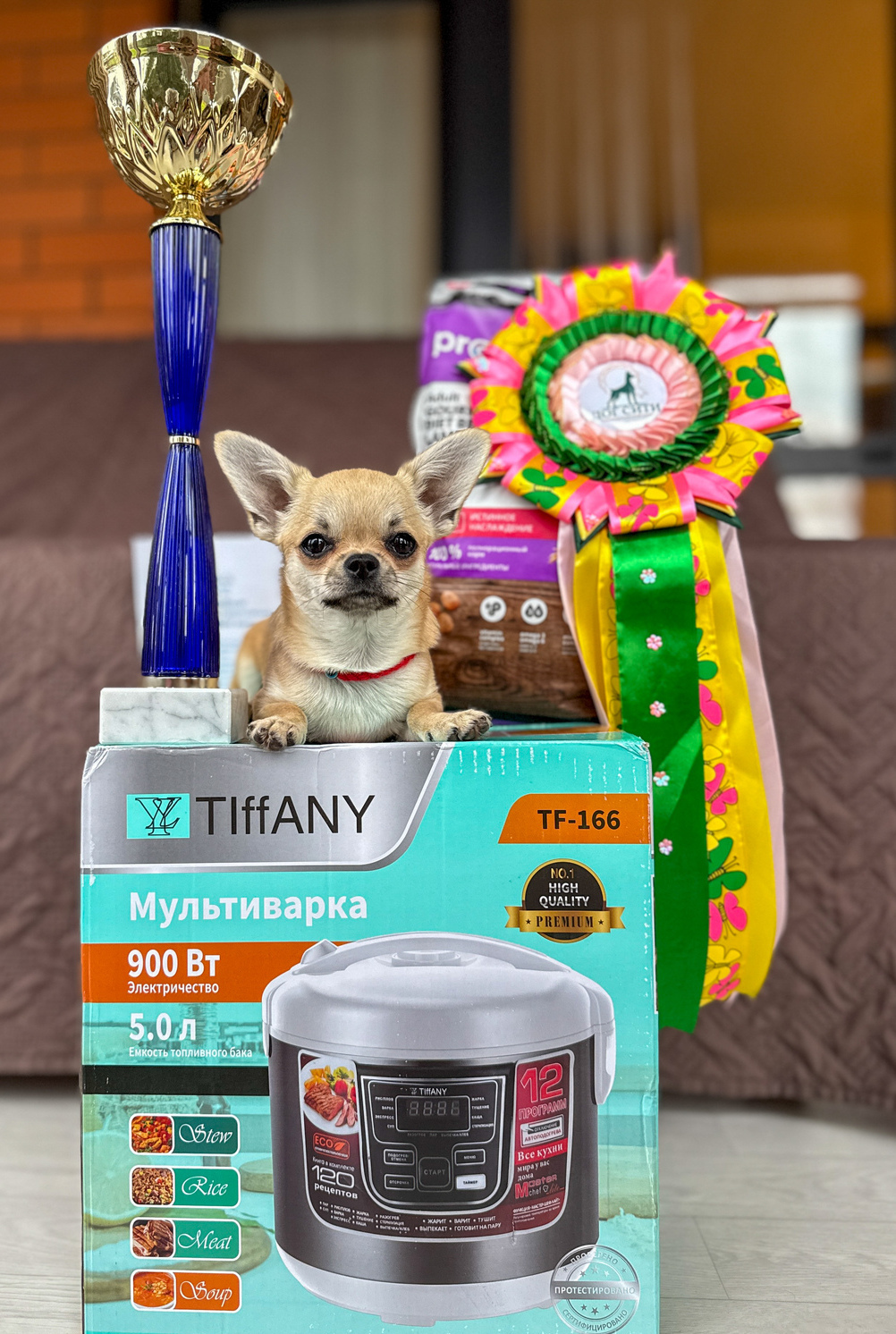 Чихуахуа Вивален