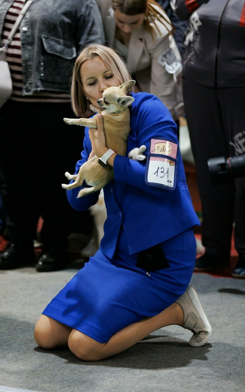 Питомник Чихуахуа и КХС Вивален Краснодар Чихуахуа на выставке