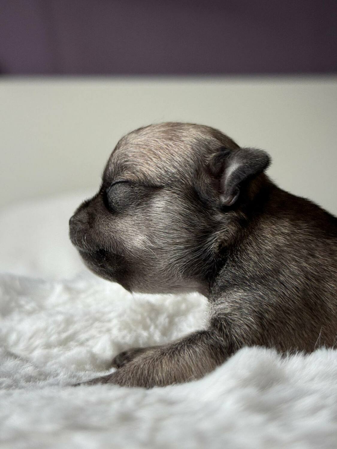 Щенок чихуахуа Вивален 10 дней