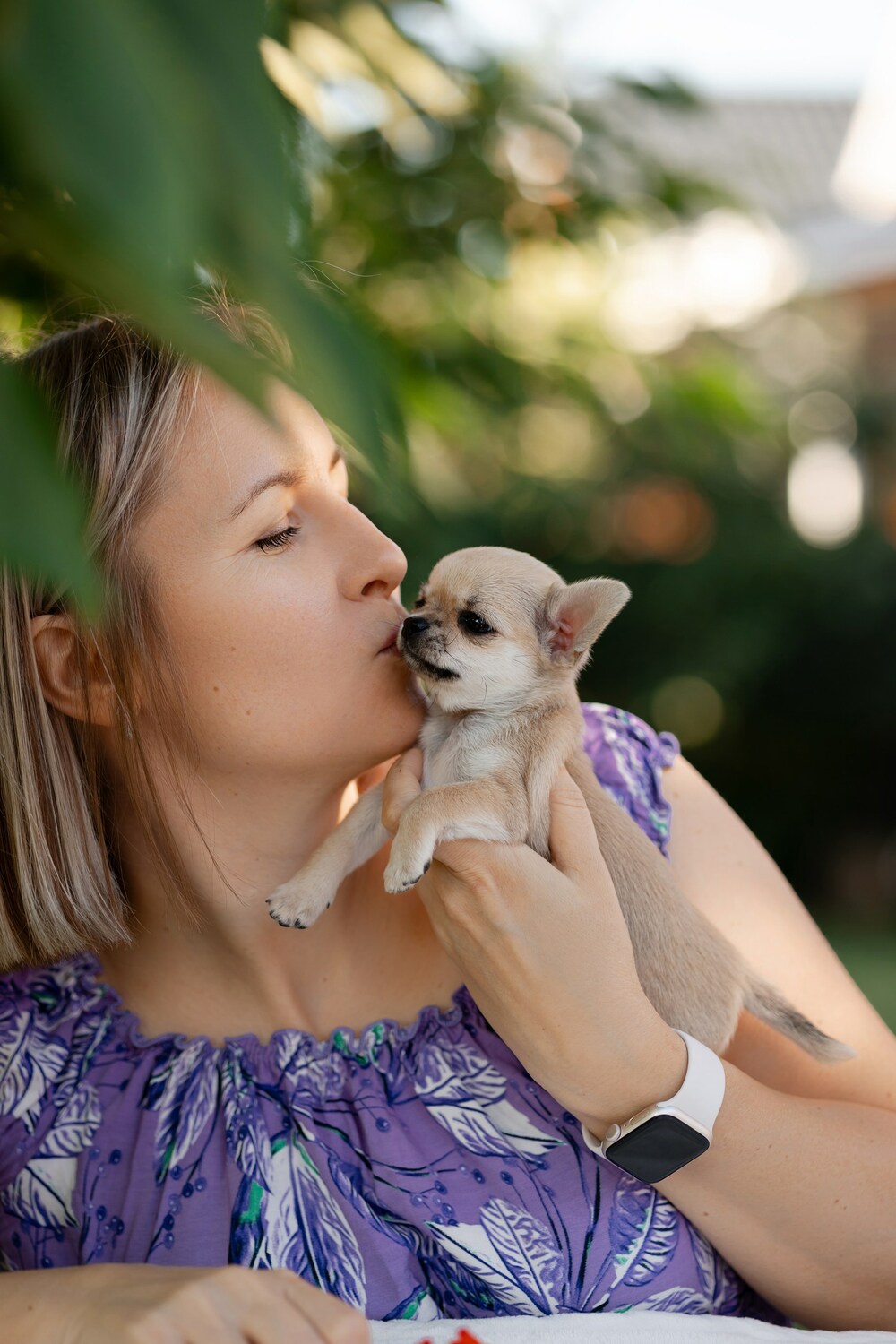 Чихуахуа щенок 2 месяца