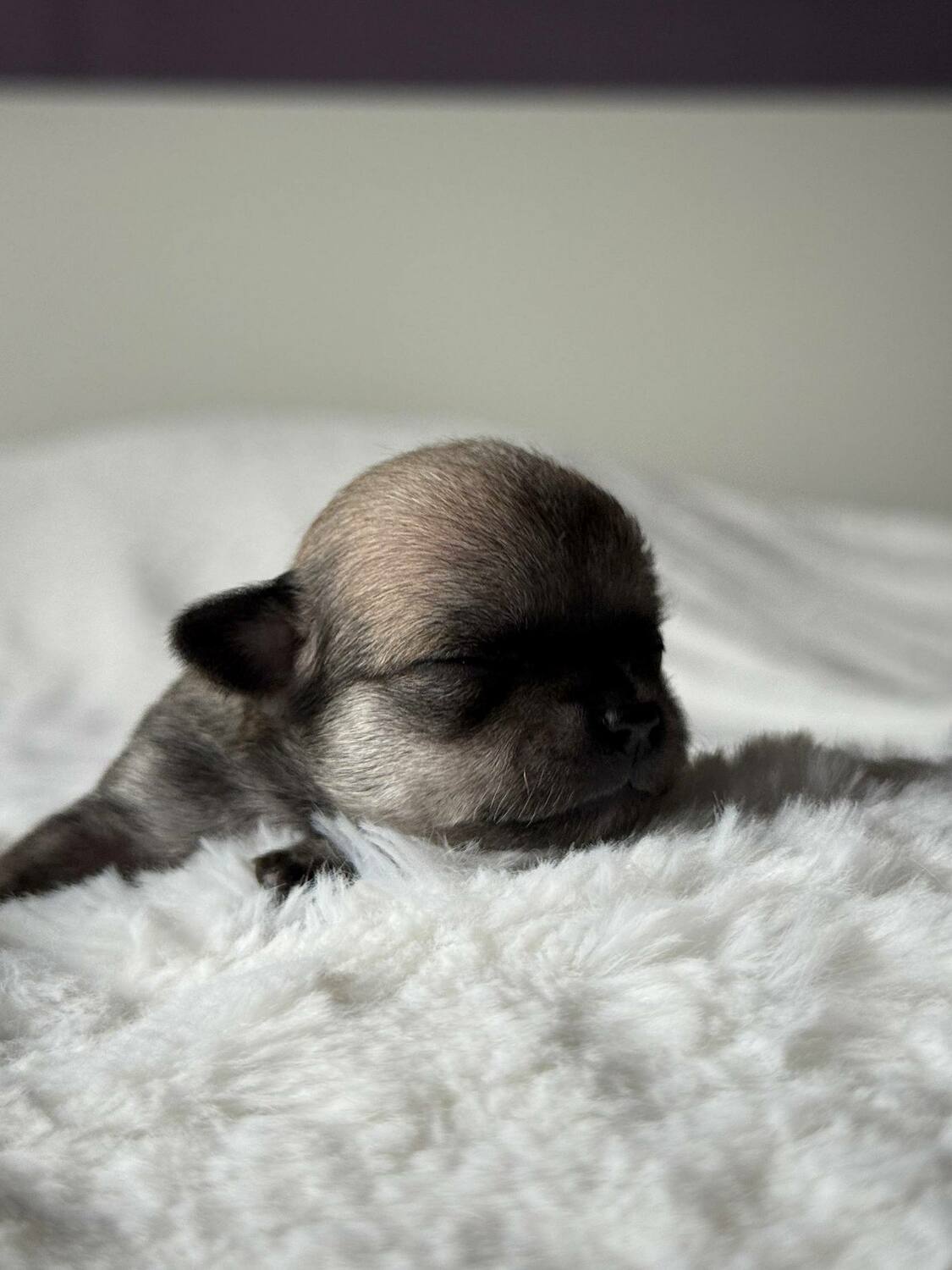 Щенок чихуахуа Вивален 10 дней