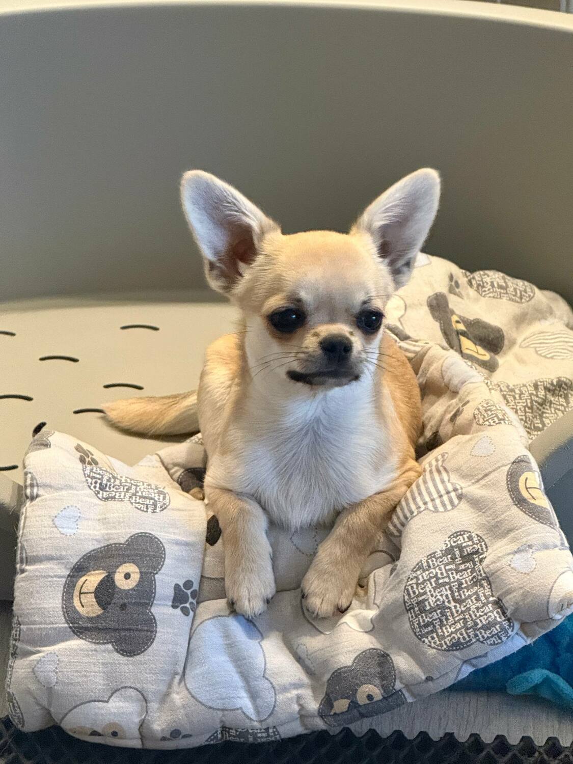 Чихуахуа щенок 2 месяца в стойке