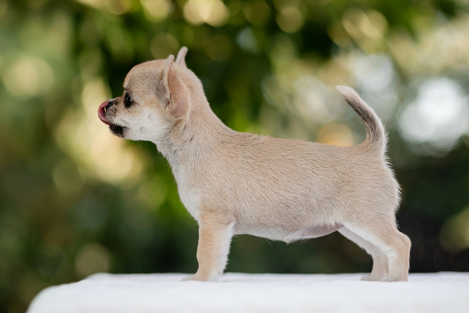 Щенок чихуахуа Вивален 2 месяца