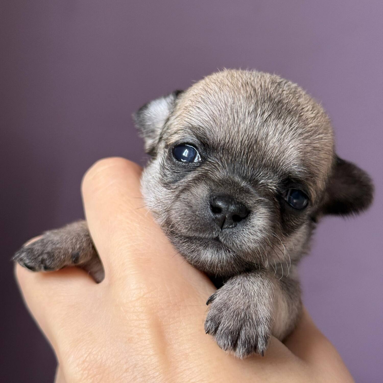 Щенок чихуахуа Вивален 10 дней