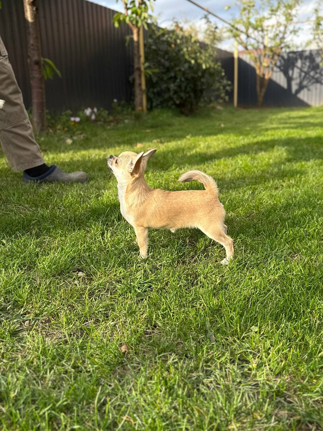 Щенок чихуахуа Вивален 2 месяца