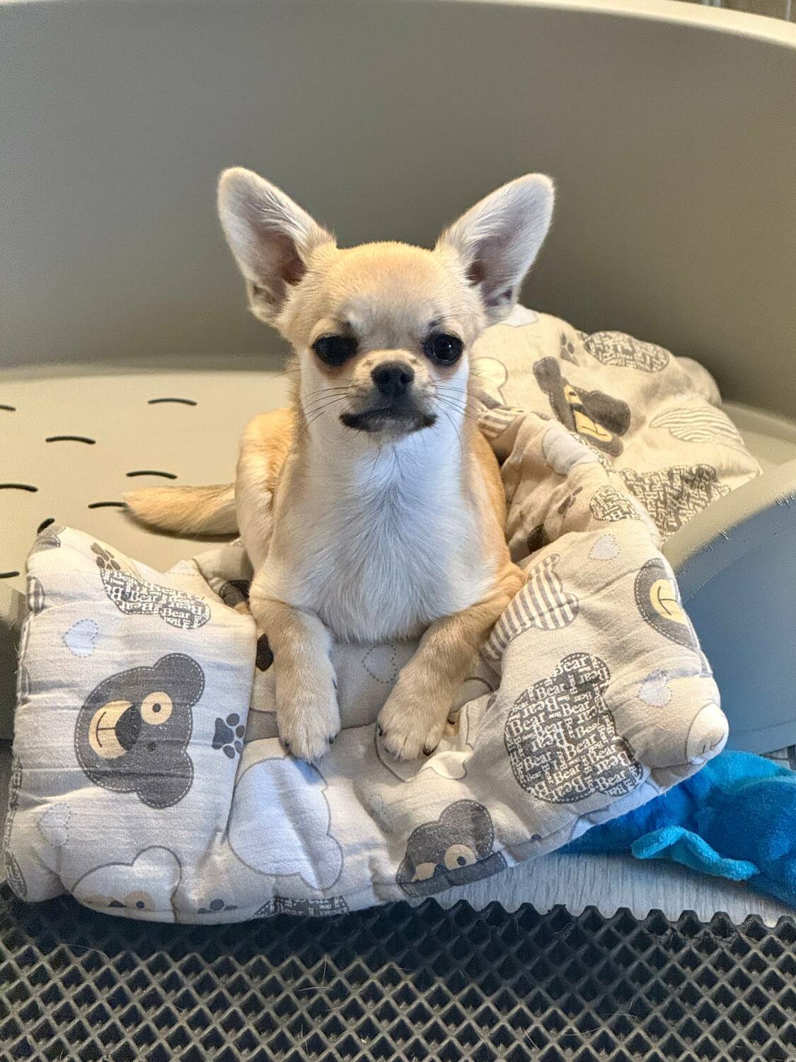 Щенок чихуахуа Вивален 2 месяца