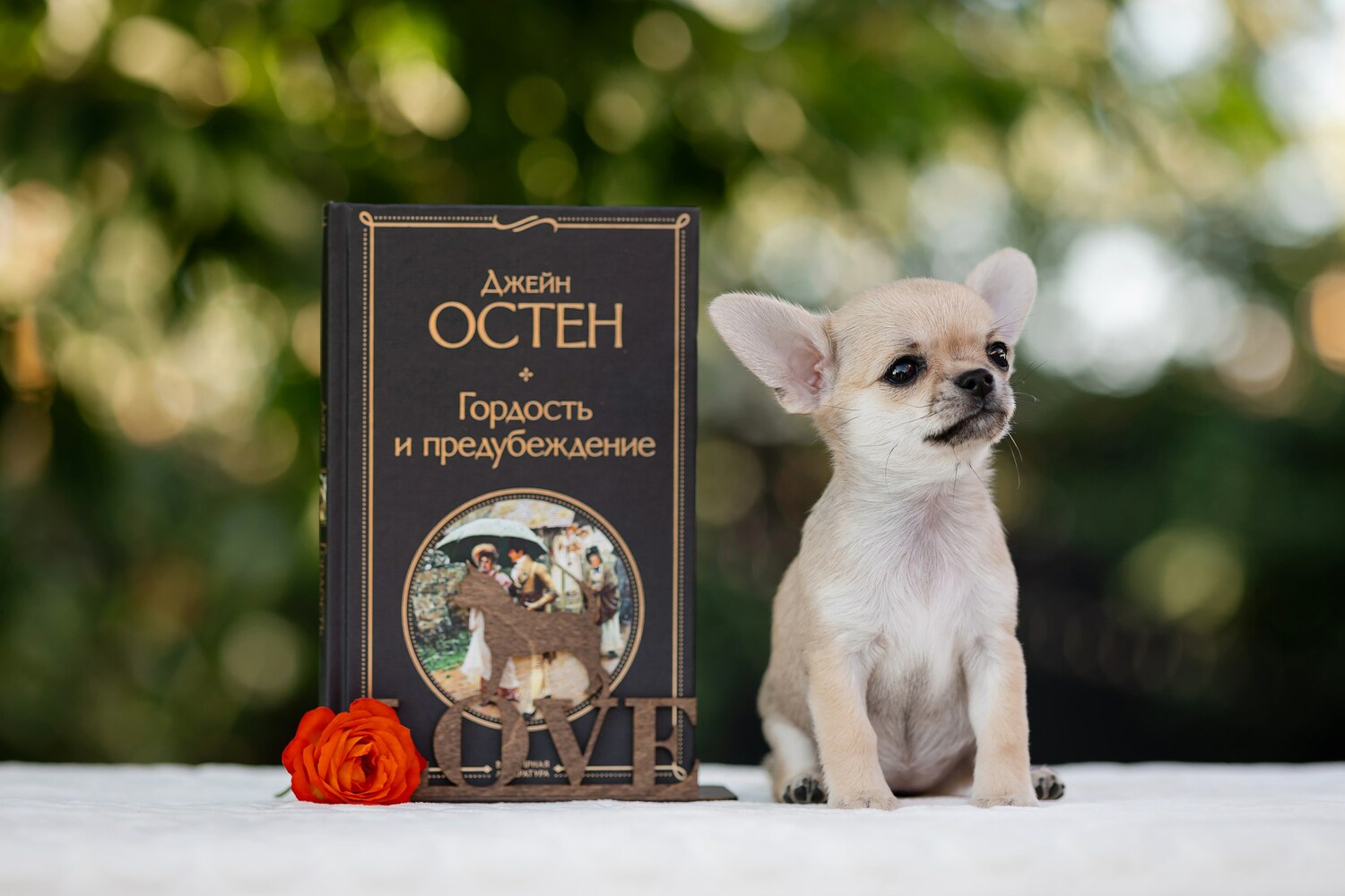 Щенок чихуахуа Вивален 2 месяца