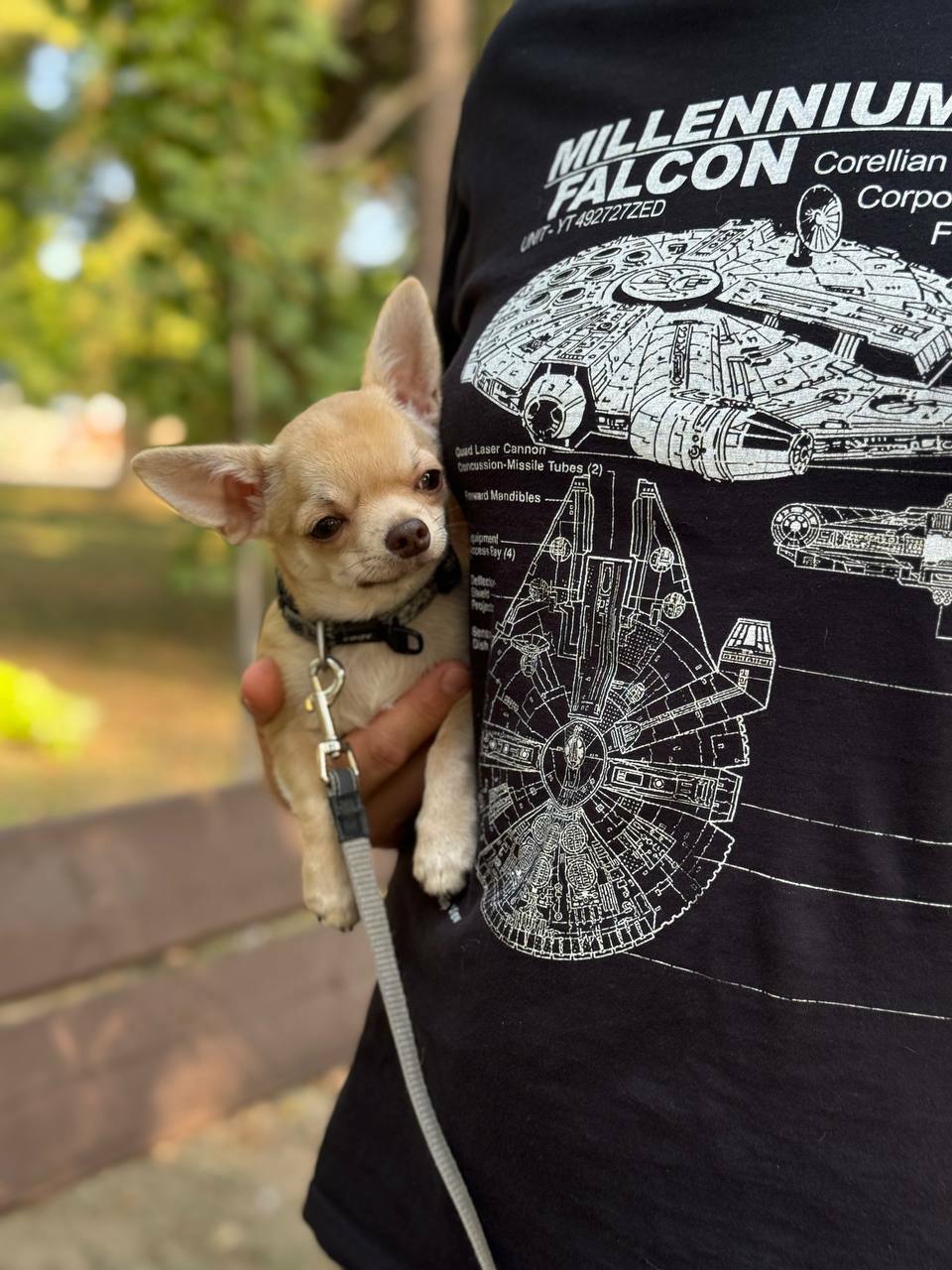 Щенок Чихуахуа Вивален 2 месяца