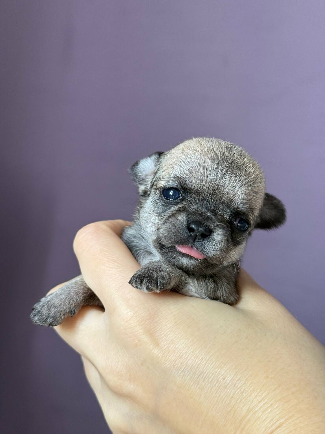 Щенок чихуахуа Вивален 10 дней